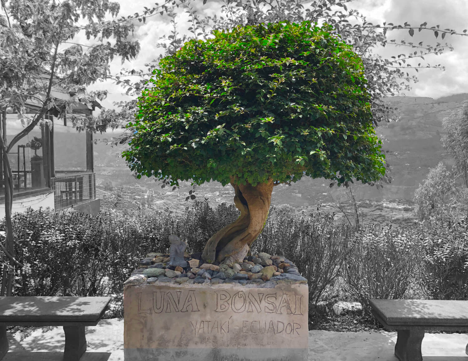 luna bonsai, arbol bonsai mas antiguo del ecuador